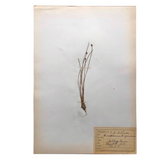 Eriophorum Virginicum (Tawny Cottongrass) Plant Specimen from 1878 Herbarium