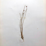 Eriophorum Virginicum (Tawny Cottongrass) Plant Specimen from 1878 Herbarium