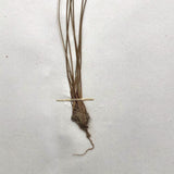 Eriophorum Virginicum (Tawny Cottongrass) Plant Specimen from 1878 Herbarium