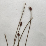 Eriophorum Virginicum (Tawny Cottongrass) Plant Specimen from 1878 Herbarium