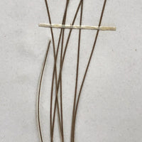 Eriophorum Virginicum (Tawny Cottongrass) Plant Specimen from 1878 Herbarium