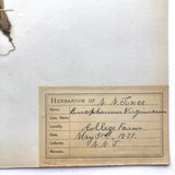 Eriophorum Virginicum (Tawny Cottongrass) Plant Specimen from 1878 Herbarium