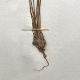 Eriophorum Virginicum (Tawny Cottongrass) Plant Specimen from 1878 Herbarium