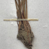 Eriophorum Virginicum (Tawny Cottongrass) Plant Specimen from 1878 Herbarium