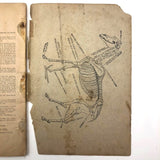 Dr. B.J Kimball's "The Doctor at Home" 1883 Medical Guide for Humans and Horses!