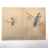 Richard Wilkinson's Eight Birds!