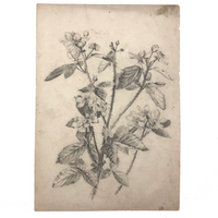 Delicate Pencil Drawing of Flowering Branches with Thorns (Hawthorn?)