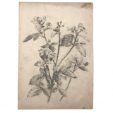 Delicate Pencil Drawing of Flowering Branches with Thorns (Hawthorn?)