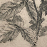 Delicate Pencil Drawing of Flowering Branches with Thorns (Hawthorn?)