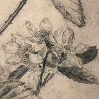 Delicate Pencil Drawing of Flowering Branches with Thorns (Hawthorn?)