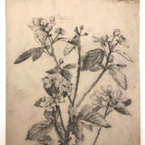 Delicate Pencil Drawing of Flowering Branches with Thorns (Hawthorn?)