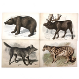 Antique Brittan Animal Cards - Set of Four