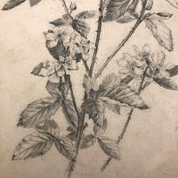 Delicate Pencil Drawing of Flowering Branches with Thorns (Hawthorn?)