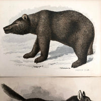 Antique Brittan Animal Cards - Set of Four