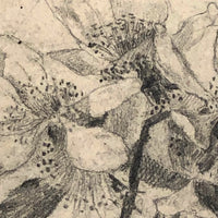 Delicate Pencil Drawing of Flowering Branches with Thorns (Hawthorn?)