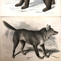 Antique Brittan Animal Cards - Set of Four