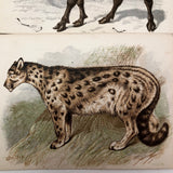 Antique Brittan Animal Cards - Set of Four