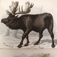 Antique Brittan Animal Cards - Set of Four