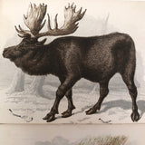 Antique Brittan Animal Cards - Set of Four