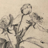 Delicate Pencil Drawing of Flowering Branches with Thorns (Hawthorn?)