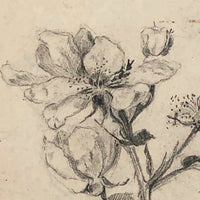 Delicate Pencil Drawing of Flowering Branches with Thorns (Hawthorn?)