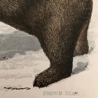 Antique Brittan Animal Cards - Set of Four