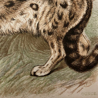 Antique Brittan Animal Cards - Set of Four