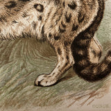 Antique Brittan Animal Cards - Set of Four