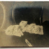 White Kittens Waiting at Home, Real Photo Captioned Postcard