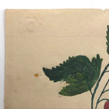 Small Early 19th Century Folk Art Watercolor, Bleeding Hearts