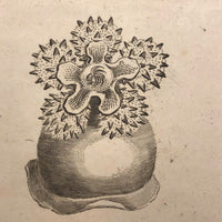 Early 19th Century Engraving Illustrating Three Types of Sea Polyps