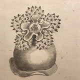 Early 19th Century Engraving Illustrating Three Types of Sea Polyps