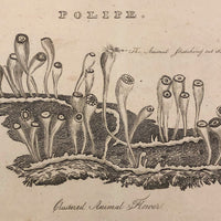 Early 19th Century Engraving Illustrating Three Types of Sea Polyps