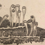 Early 19th Century Engraving Illustrating Three Types of Sea Polyps