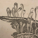 Early 19th Century Engraving Illustrating Three Types of Sea Polyps