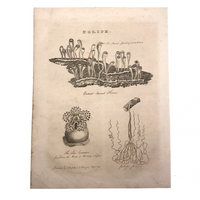 Early 19th Century Engraving Illustrating Three Types of Sea Polyps