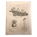 Early 19th Century Engraving Illustrating Three Types of Sea Polyps