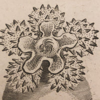 Early 19th Century Engraving Illustrating Three Types of Sea Polyps