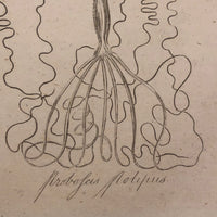 Early 19th Century Engraving Illustrating Three Types of Sea Polyps