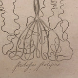Early 19th Century Engraving Illustrating Three Types of Sea Polyps
