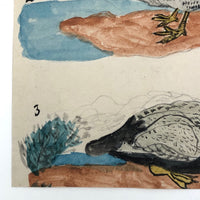Wonderful c. 1840 Watercolor of Three Fabulous Wood Ducks