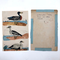 Wonderful c. 1840 Watercolor of Three Fabulous Wood Ducks