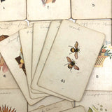 1923 Teuila Fortune Telling Cards (with Annotations) in Original Box with Instructions