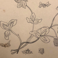 Bumblebees and Clover Old Pencil Drawing
