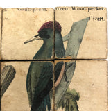 Rare Victorian Six Sided Birds Cube Puzzle in Original Box with Hand-colored Plates