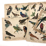Rare Victorian Six Sided Birds Cube Puzzle in Original Box with Hand-colored Plates