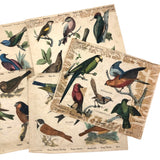 Rare Victorian Six Sided Birds Cube Puzzle in Original Box with Hand-colored Plates