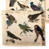 Rare Victorian Six Sided Birds Cube Puzzle in Original Box with Hand-colored Plates