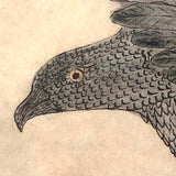 Eagle Carrying Rabbit, Antique Ink and Watercolor Drawing, Framed