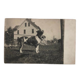 Boston Terrier on the Lawn, Old RPPC